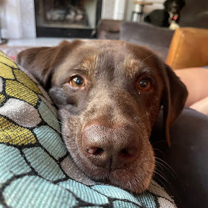 Meet your Posher, Tevene